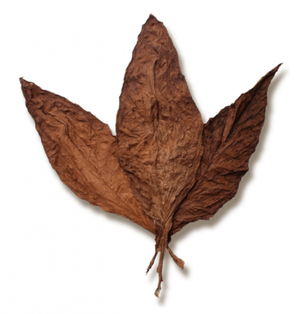 Grabba available to buy online in Toronto, Ontario, Canada with delivery from a dispensary near me Grabba available to buy online in Toronto, Ontario, Canada with delivery from a dispensary near me