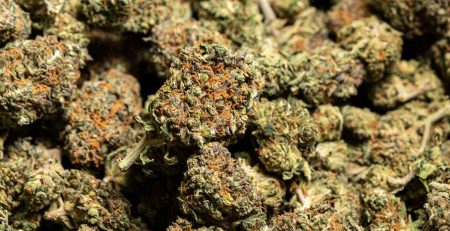 1 pound of premium cannabis strain